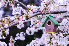 Brown Birdhouse Hanging In Flowering Tree