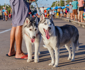 Two grey siberian husky dogs on street