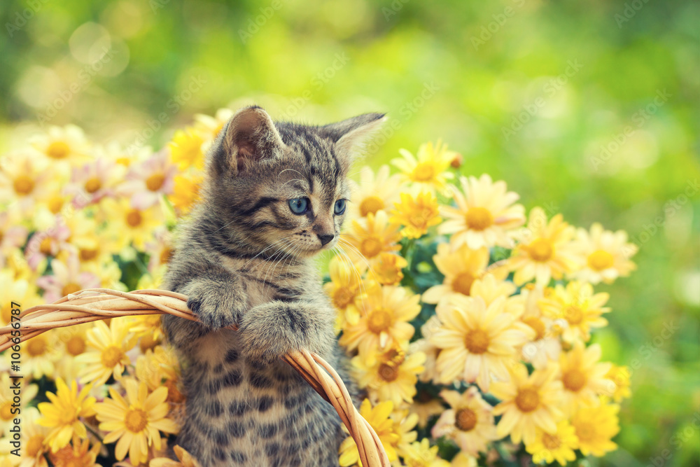 Little kitten in the garden with flowers on background - obrazy, fototapety, plakaty 