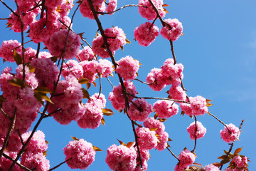 Cherry, tree, blossom, pink