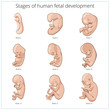 Stages of human fetal development schematic vector