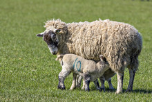 Twin Lambs Suckling Their Mother