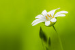 Fresh Spring. Beautiful white flower isolated on green background.