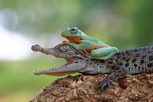 Tree Frog Sitting On  Crocodile
