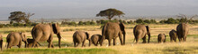 African Elephants, Amboseli National Park, Kenya