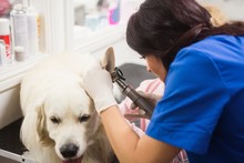 Veterinarian Examining Ear Of Labrador Retriever 