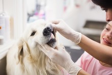 Veterinarian Examining Labrador Retrievers Teeth