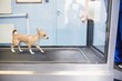 © Wavebreak Media - Dog running hydrotherapy treadmill in clinic