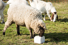 Lamb Licking A Block Of Salt
