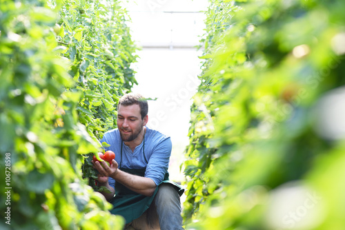 Fotografie, Obraz Bauer erntet reife Tomaten im Gewächshaus - Arbeitet auf dem Bauernhof in der La