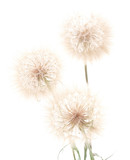Fototapeta Dmuchawce - Three dandelions.