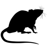 Fototapeta Konie - Silhouette of a rat