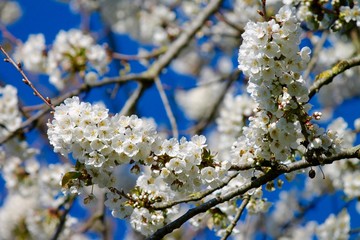 Albero di ciliegio - Fioritura del ciliegio