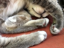 Gray Tabby Cat Sleeping In An Awkward Position