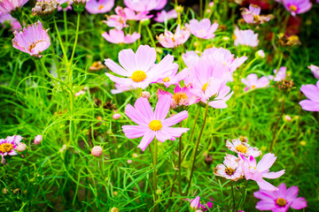Wall Mural - Closeup on cosmos flowers.Beautiful flowers in the garden.