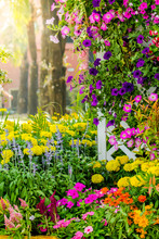 Flowers In The Garden./ Landscaped Flower Garden With Lots Of Colorful Blooms With Sun Flare.
