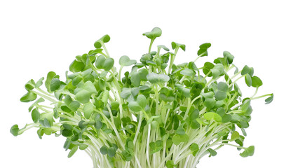 Wall Mural - Growing microgreens on white background