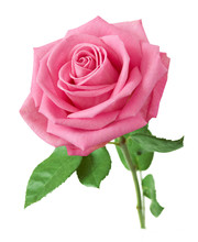 Beautiful Pink Rose Isolated On White Background
