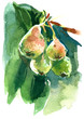 Watercolour sketch of a pear tree branch with hanging fruits, just after rain