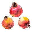 Three pomegranates, drawn with ink and watercolor