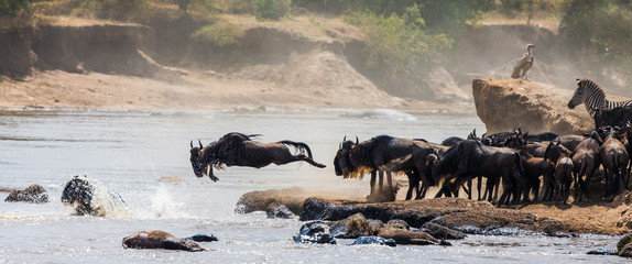 Wall Mural - wildebeests are crossing mara river. great migration. kenya. tanzania. masai mara national park.