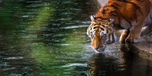 Tiger At The Watering