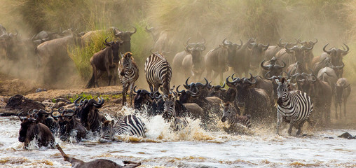 Wall Mural - wildebeests are crossing mara river. great migration. kenya. tanzania. masai mara national park. an 