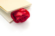 red rose in a closed notebook on white background