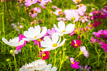 Wall Mural - Closeup on cosmos flowers.Beautiful flowers in the garden.