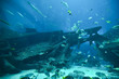 Underwater world - fishes swimming around shipwreck