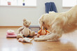 © Africa Studio - Golden retriever playing with toy on the floor at home