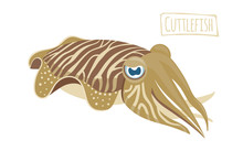 Vector Illustration Of A Cuttlefish, Cartoon Style