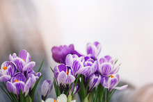 Beautiful Crocus Flowers On Blurred Background