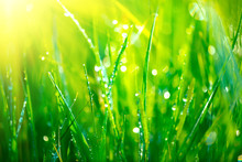 Grass. Fresh Green Grass With Dew Drops Closeup. Abstract Nature Background