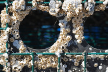 Barnacles On Lobster Trap