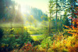 Beautiful morning misty old forest and meadow in countryside. Autumn nature scene