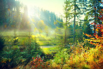 Poster - Beautiful morning misty old forest and meadow in countryside. Autumn nature scene