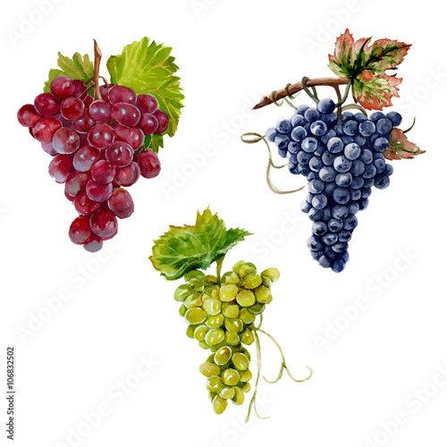 Foto three branches of grapes red, black and green