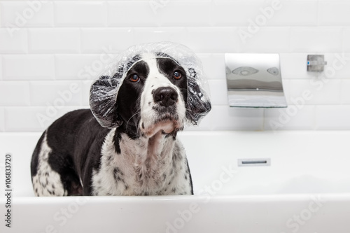 Vászonkép Funny Dog Wearing Shower Cap in Tub