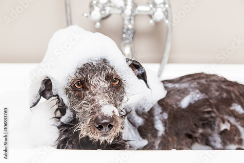 Vászonkép Funny Unhappy Wet Terrier Dog in Bathtub
