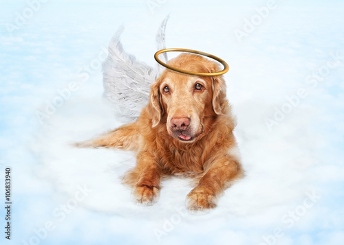 Plakat Stary anioł psa na chmurze w niebie