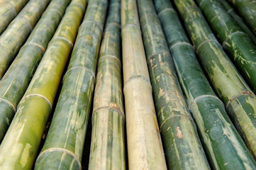 Wall Mural - Bamboo stalks