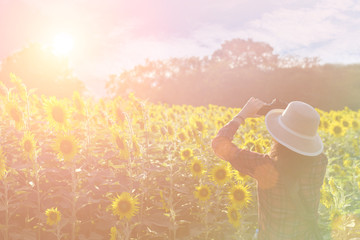 Wall Mural - Sunflower fields in addition to agricultural produce is beautifu