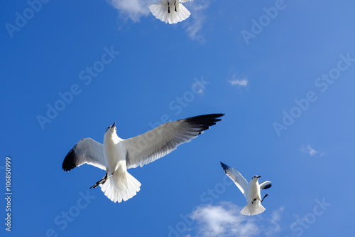 Fotografia, Obraz Freedom white Sea Bird in blue sky, may use as background