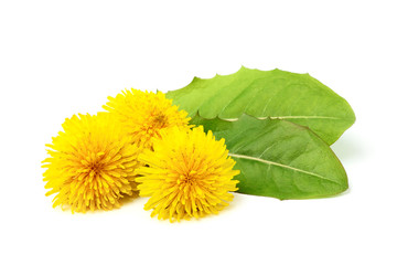 Wall Mural - Dandelion flowers with leaves.