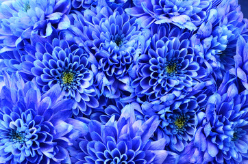 details of blue flower for background or texture