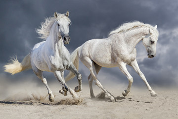 Wall Mural - couple of horse run against cloudy blue sky