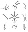 Wheat ears or rice icons set. Agricultural symbols isolated on white background. 