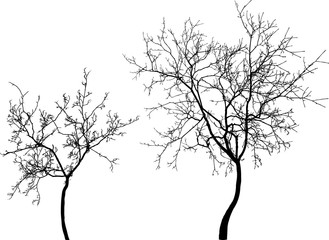 Wall Mural - silhouettes of the young trees