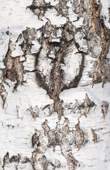 Wall Mural - birch bark texture